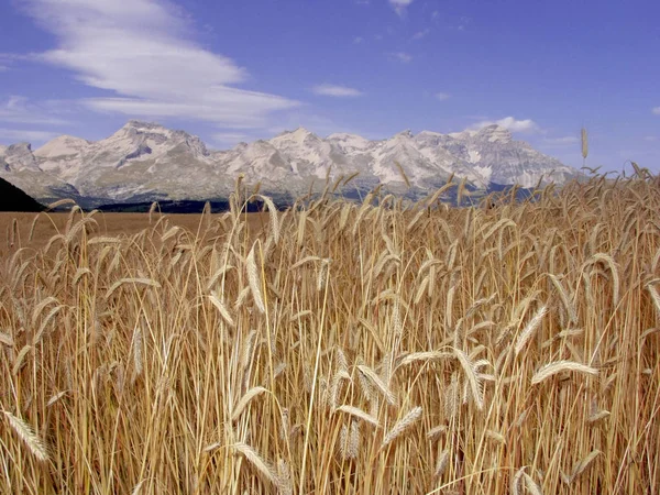 View Wheat Field Alps Mountains Background France — Stock Photo, Image