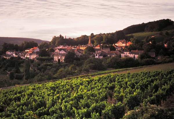 Вид Виноградники Бургунди Франция — стоковое фото