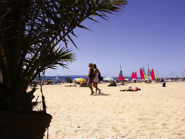 Hojas Palmera Playa Grande Motte Francia —  Fotos de Stock