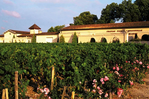 Haut Medoc Üzüm Bağları Görünümü Fransa — Stok fotoğraf