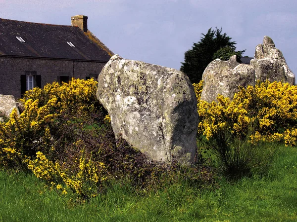 View Large Stones Surrounded Yellow Flowers Brittany France — Stock Photo, Image