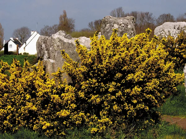 View Large Stones Surrounded Yellow Flowers Brittany France — Stock Photo, Image