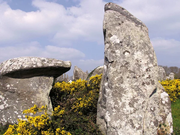 Вид Большие Камни Окружении Желтых Цветов Бриттания Франция — стоковое фото
