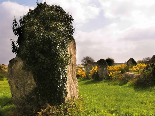 Pohled Velkých Kamenů Kolem Žluté Květy Bretaň Francie — Stock fotografie