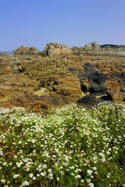 mavi gökyüzü arka plan üzerinde çayır ve kayalık sahil şeridi görünümü 
