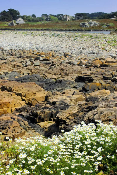 View Meadow Rocky Coastline Blue Sky Background — Stock Photo, Image