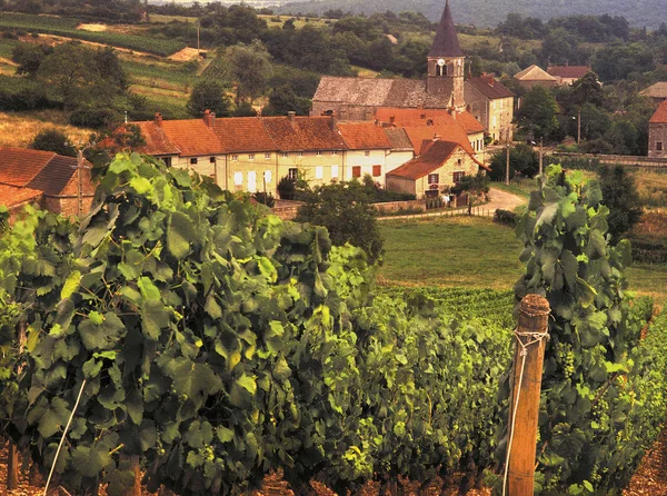 Uitzicht Wijngaarden Van Solutre Dorp Frankrijk — Stockfoto