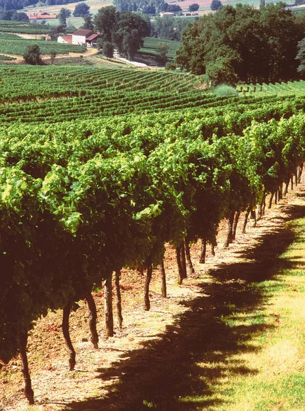 Вид Виноградники Монбазийака Франция — стоковое фото