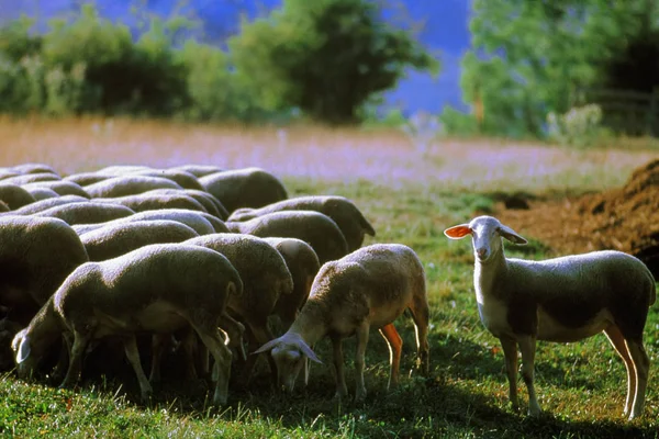 在法国普罗旺斯农场的一群羊 — 图库照片