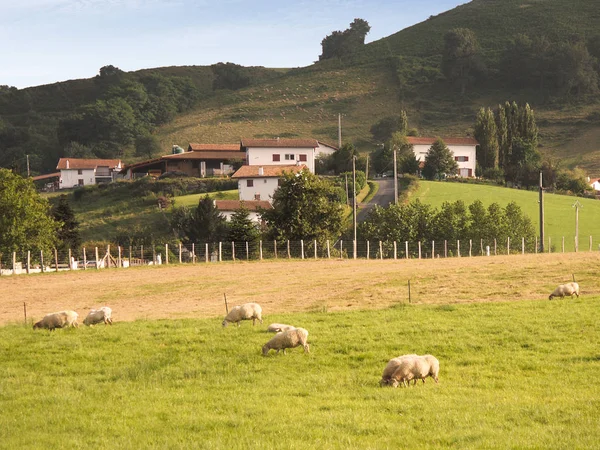Paesaggio Con Pecore Pascolo Nei Paesi Baschi Giorno — Foto Stock