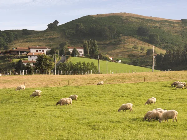 Τοπίο Πρόβατα Στον Βοσκότοπο Πληρώνει Βασκικά Κατά Διάρκεια Της Ημέρας — Φωτογραφία Αρχείου