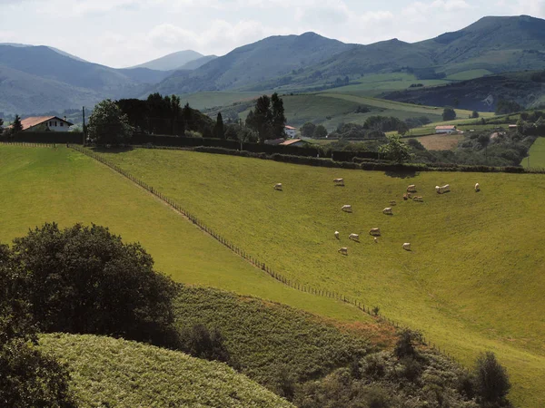 Paesaggio Con Pecore Pascolo Nei Paesi Baschi Giorno — Foto Stock