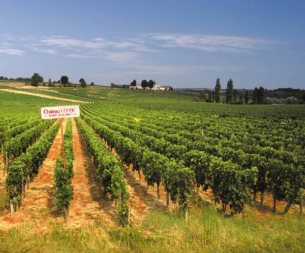 法国葡萄园在圣波尔多地区的看法 — 图库照片