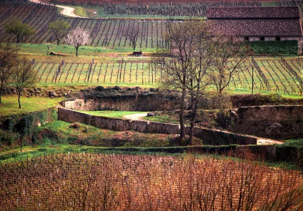Pohled Francouzských Vinic Saint Emilion — Stock fotografie