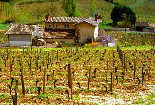 Vista Das Vinhas Francesas Saint Emilion — Fotografia de Stock
