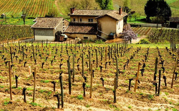 Veduta Dei Vigneti Francesi Saint Emilion — Foto Stock