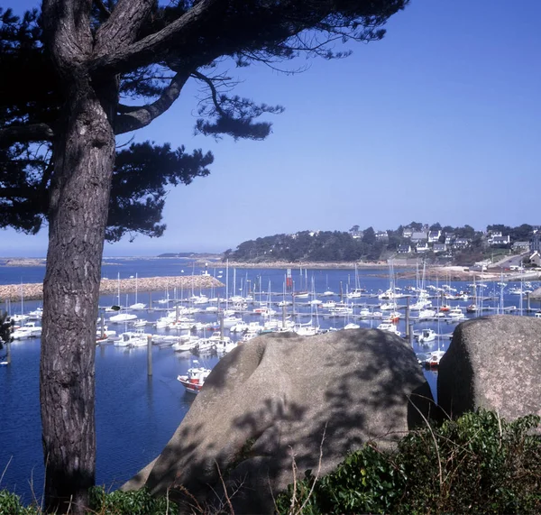 Fransa Brittany Büyük Gül Kotları Trebeurden — Stok fotoğraf