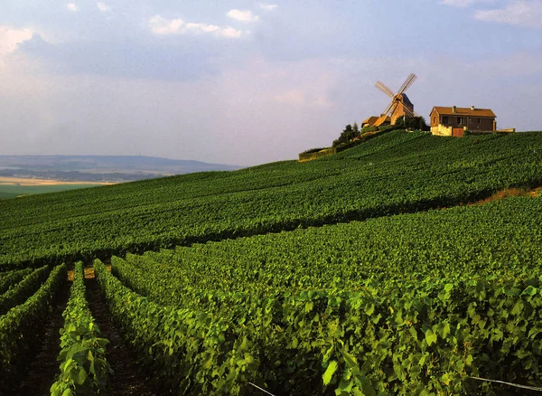 Вид Французских Виноградников Верзене — стоковое фото
