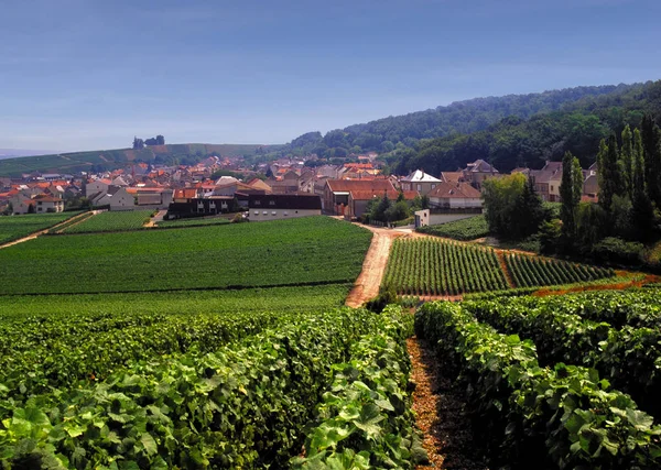 Blick Auf Die Französischen Weinberge Verzenay — Stockfoto