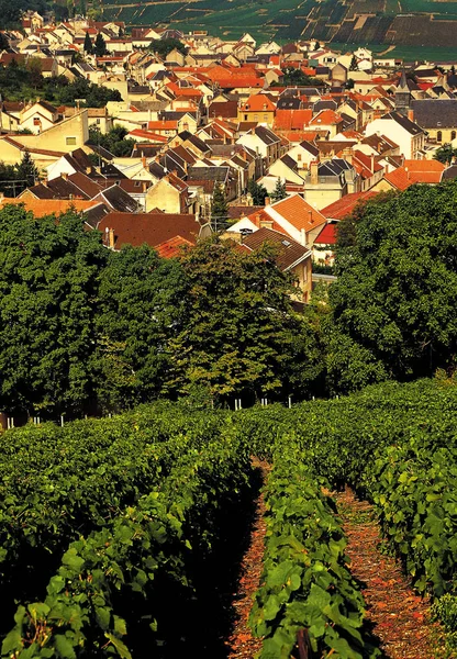 Uitzicht Franse Wijngaarden Verzenay — Stockfoto