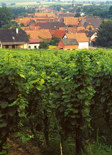Vista Das Vinhas Francesas Cleebourg — Fotografia de Stock
