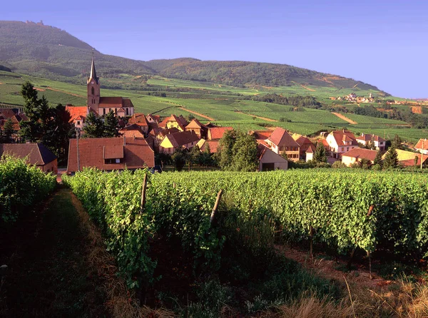 Blick Auf Die Französischen Weinberge Cleebourg — Stockfoto