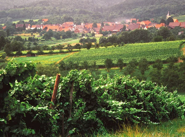 Uitzicht Franse Wijngaarden Lembach — Stockfoto