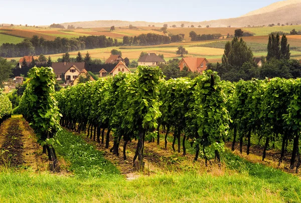 Vista Das Vinhas Francesas Lembach — Fotografia de Stock