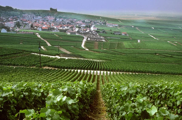 Вид Французских Виноградников Верзене — стоковое фото
