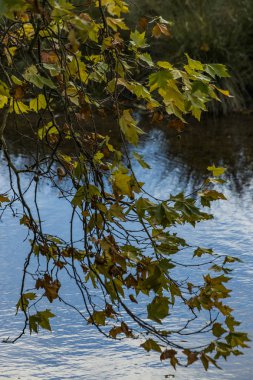 charlecote park warwickshire İngiltere'de arazi ve emlak
