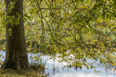 charlecote park warwickshire İngiltere'de arazi ve emlak