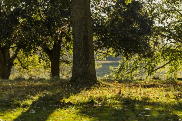 Terrein Landgoed Van Charlecote Park Warwickshire Engeland — Stockfoto