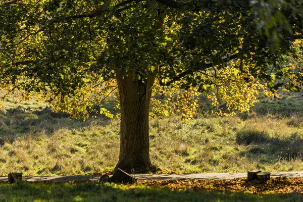 Pozemky Pozemky Charlecote Park Warwickshire England — Stock fotografie