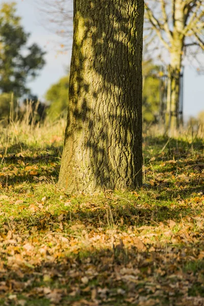 Terrenos Propriedade Charlecote Park Warwickshire England — Fotografia de Stock