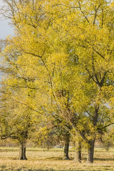 Terrenos Propriedade Charlecote Park Warwickshire England — Fotografia de Stock