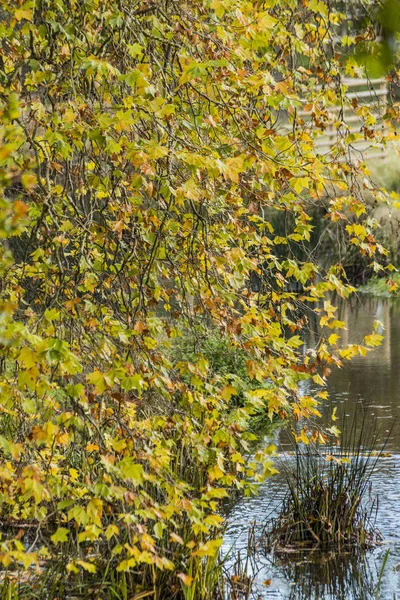 Terreni Proprietà Charlecote Park Warwickshire Inghilterra — Foto Stock