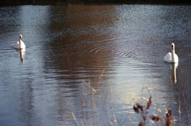 Warwick İngiliz Midlands Warwickshire ilçesinin ilçe kasabası. İngiltere İngiltere. Leica Kamera ile filme çekildi. Şehir turistler ile popüler.