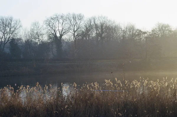 Stream Lake River Forest Zonsondergang Sunrise Geschoten Film — Stockfoto