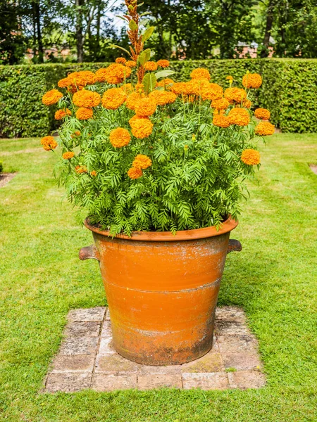 Zahrady Hanbury Hall Worcestershire Anglie — Stock fotografie