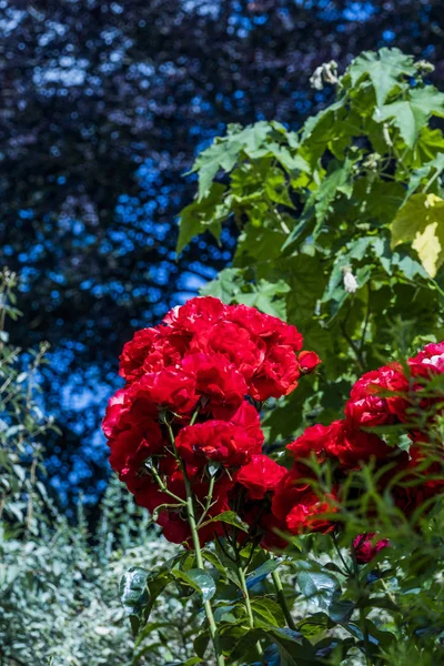 コッツウォルズイングランド英国のキフトゲートコートの庭園 — ストック写真