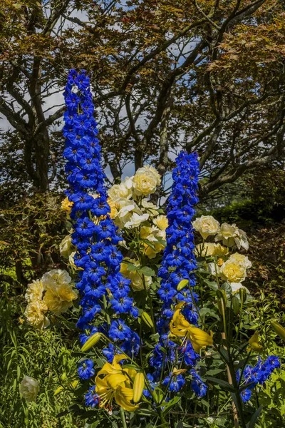 Cotswolds Ngiltere Kiftgate Mahkemede Bahçeleri — Stok fotoğraf