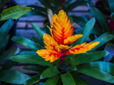 Bahçe Merkezi çiftlik alışveriş warwickshire İngiltere İngiltere perakende alışveriş çiçek bitkiler gıda Bahçe bitkileri eğlence hobi Bahçe 