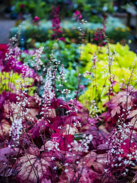 Jardin Centre Ferme Boutique Warwickshire England Jardinage Fleurs Plantes Nourriture — Photo