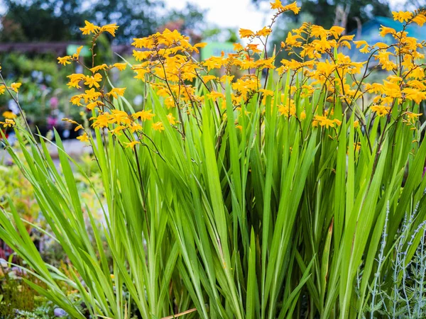 Jardim Centro Fazenda Loja Warwickshire Inglaterra Jardinagem Flores Plantas Alimento — Fotografia de Stock