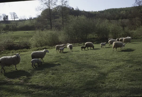 Valle Del Río Severn Shropshire Midlands England — Foto de Stock