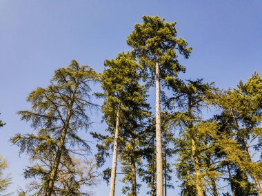  spetchley park bahçeleri worcester worcestershire midlands, İngiltere, İngiltere
