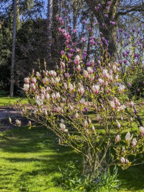  spetchley park bahçeleri worcester worcestershire midlands, İngiltere, İngiltere