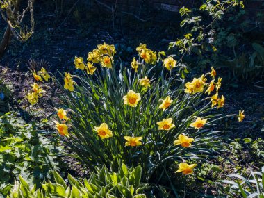  spetchley park bahçeleri worcester worcestershire midlands, İngiltere, İngiltere