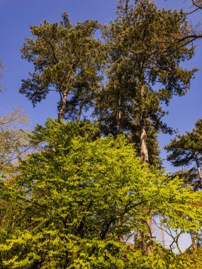  spetchley park bahçeleri worcester worcestershire midlands, İngiltere, İngiltere