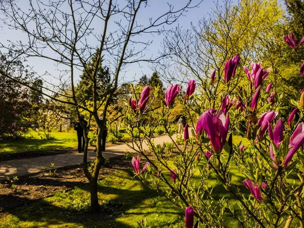 Spetchley Park Gardens Worcester Worcestershire Midlands Inglaterra Reino Unido — Foto de Stock